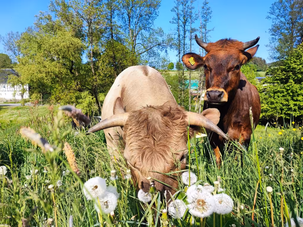 Kühe auf Weide